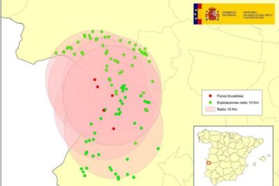 Un nuevo foco secundario de brucelosis bovina en Alburquerque obliga a vaciar una granja de 468 animales