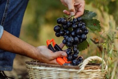 La Junta analizará de oficio los contratos de uva de Ribera del Duero