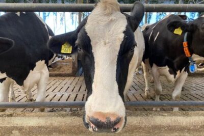 Primer caso de virus Shamonda tipo 2 en España, confirmado en una explotación de vacuno de Cantabria